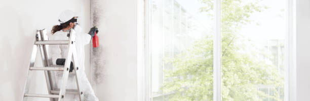 Best Mold Prevention Services  in Diamond, IL